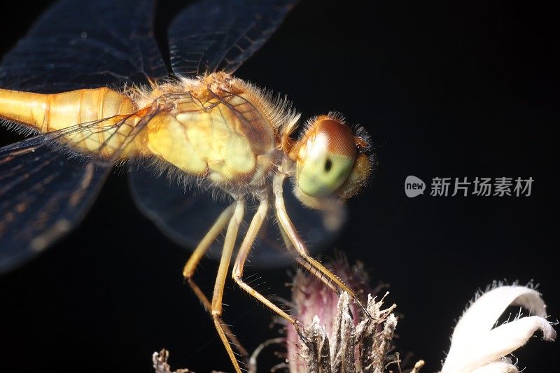 草地蜻蜓(Sympetrum sp.)